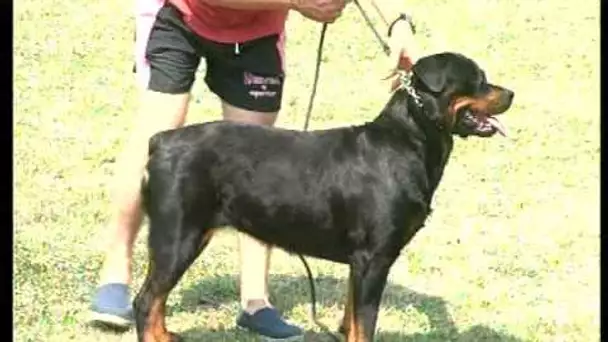 Le Rottweiler