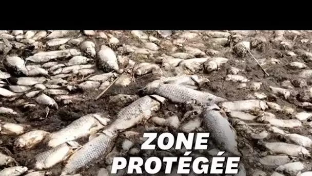 En Grèce, les images de milliers de poissons protégés morts asphyxiés