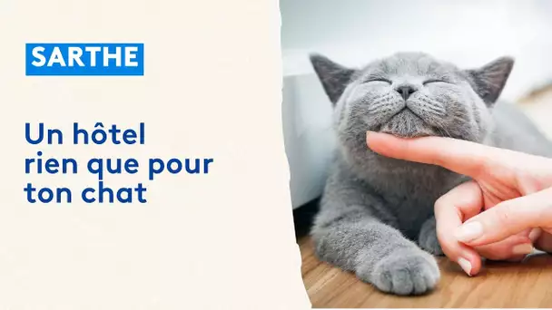 Le Mans : un hôtel rien que pour ton chat