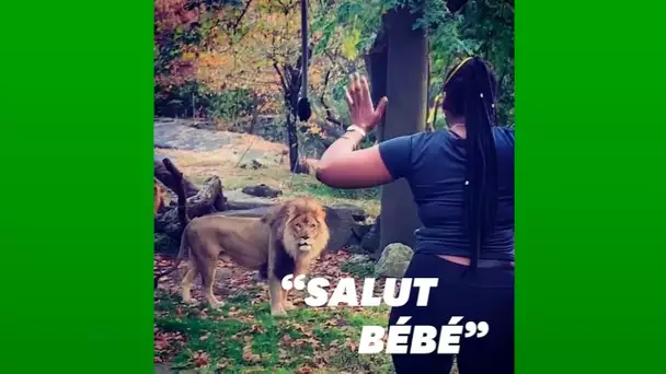 Elle entre dans l'enclos des lions au zoo du Bronx "pour les voir de plus près"