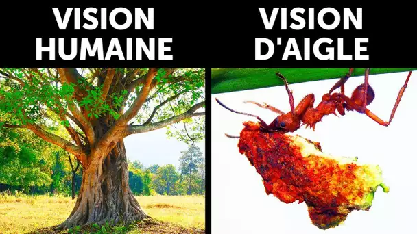 Et si Nous Avions une Vision d'Aigle