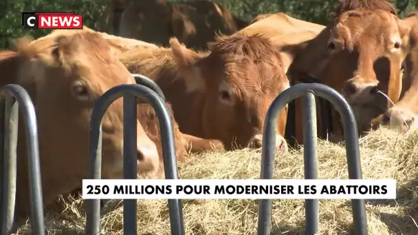 Un nouveau système d'abattoir testé pour moderniser la pratique