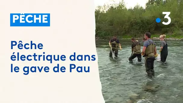 Baudreix, pêche électrique dans le gave de Pau
