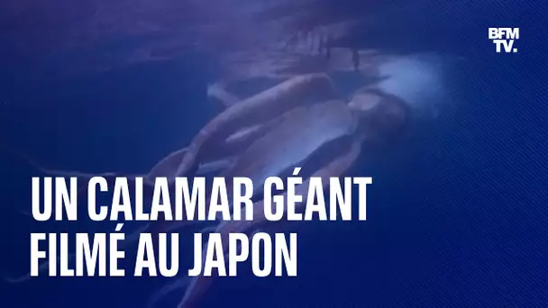 Les images impressionnantes d'un calamar géant au Japon