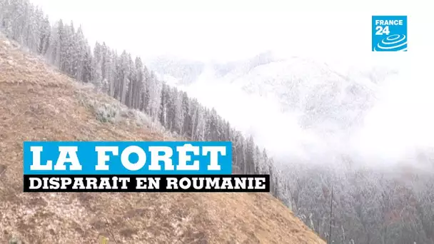 La forêt disparait en Roumanie