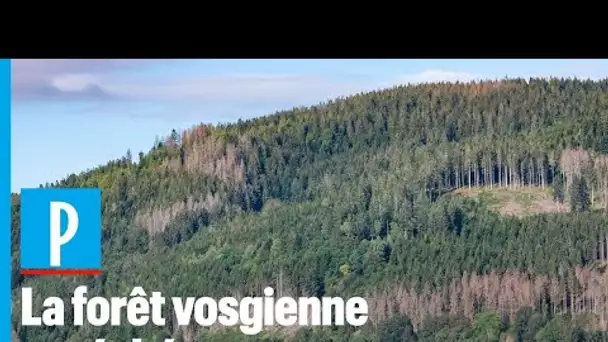Dans les Vosges, la forêt menacée par le réchauffement climatique