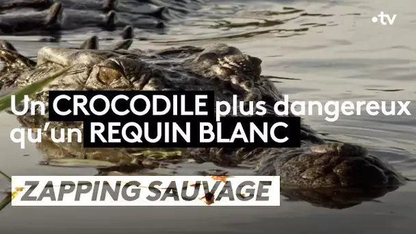 ZAPPING SAUVAGE – Un crocodile plus dangereux qu'un requin blanc !