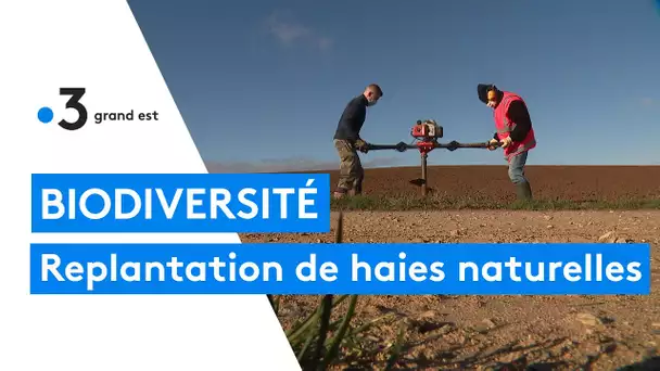 Replantation de haies vives et naturelles à Dieulouard