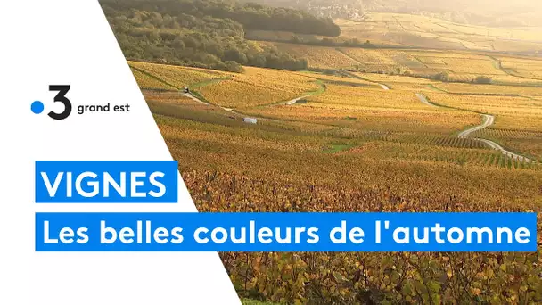 Les vignes champenoises aux couleurs de l'automne