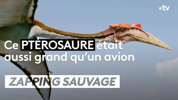 Ce dinosaure était aussi grand qu'un avion - ZAPPING SAUVAGE