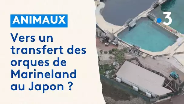 De grandes manœuvres à Marineland autour du bassin des orques : avant le voyage au Japon ?