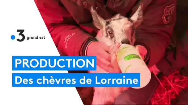 Fromages et yaourts 100% locaux avec des chèvres de Lorraine, dans les Ardennes