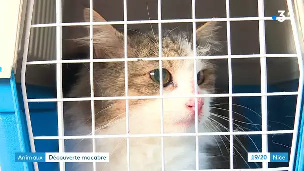 Nice : un cimetière de chats découvert chez un retraité