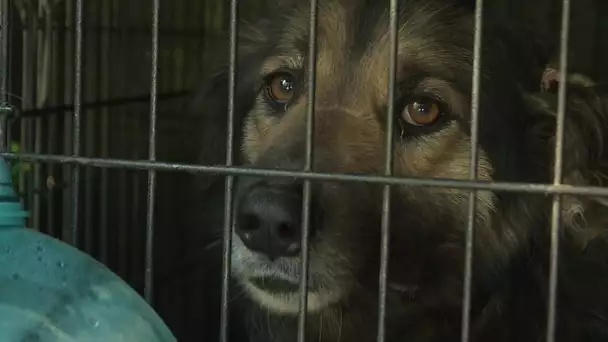 Adoption de chiens venant d'Ukraine en Vaucluse