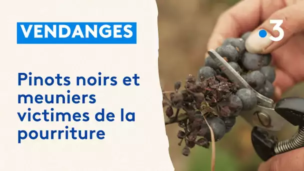 Vendanges : le pinot noir et les meuniers victimes de la météo