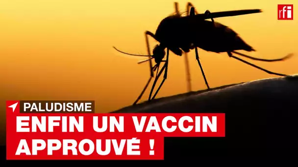Paludisme : l'OMS recommande le déploiement massif du vaccin RTS,S chez les enfants • RFI