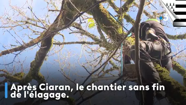 Après Ciaran, le chantier sans fin de l'élagage. Edition An Taol Lagad du jeudi 4 avril 2024.