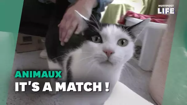 Ce refuge pour animaux allemand utilise Tinder pour une excellente raison