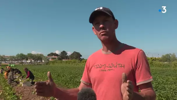 Noirmoutier : la récolte de la bonnotte, pomme de terre primeur, est lancée