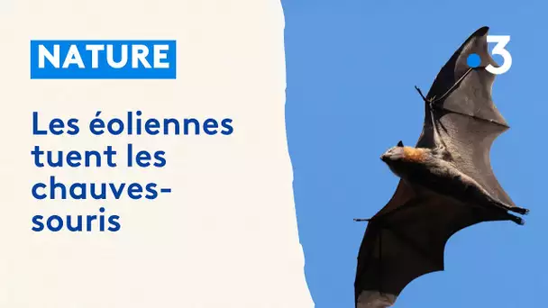 Pourquoi les éoliennes tuent les chauves-souris ?