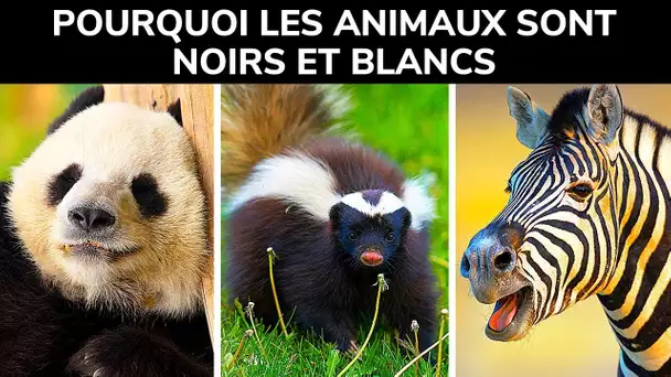 La Raison Pour Laquelle Tant D'animaux Sont Noirs Et Blancs