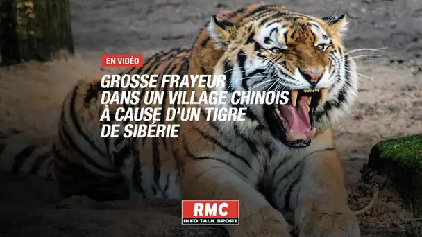 Grosse frayeur dans un village chinois à cause d'un tigre de Sibérie