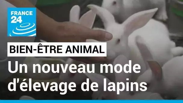 En France, un nouveau mode d’élevage de lapins plus respectueux du bien-être animal
