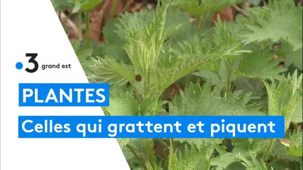 Mauvaises graines, un livre sur les plantes qui piquent et qui grattent