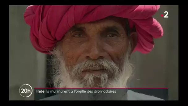 Inde : ils murmurent à l'oreille des dromadaires