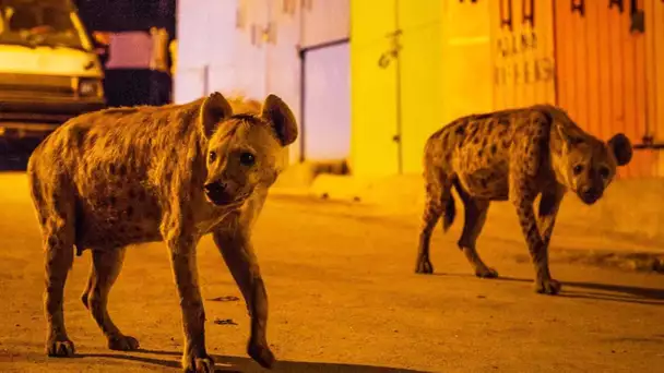 Des hyènes envahissent une ville - ZAPPING SAUVAGE