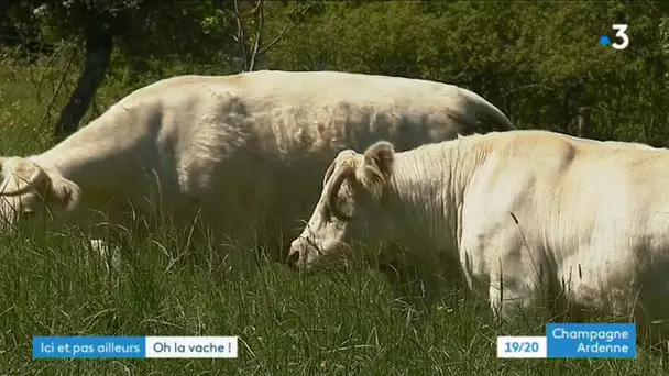 Découvrez les vaches de mai dans les Ardennes