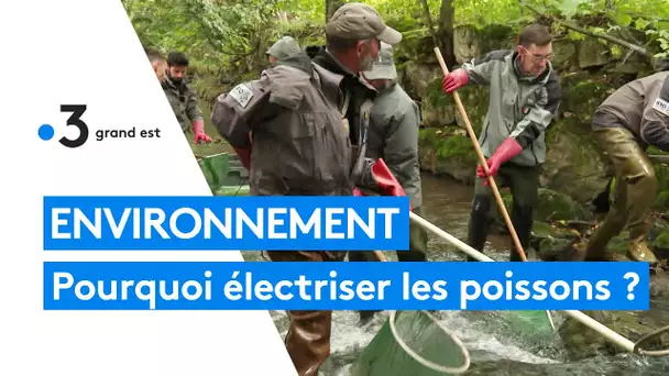 Pêche électrique : un recensement des poissons pour la science