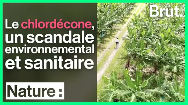 Le chlordécone : l'histoire d'un scandale