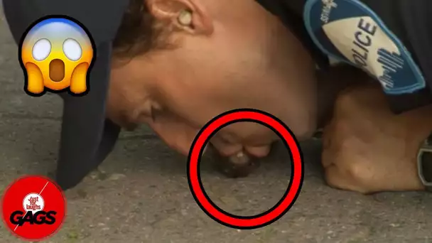 Un officier fait un massage cardiaque à un rat !!! | Juste Pour Rire les Gags