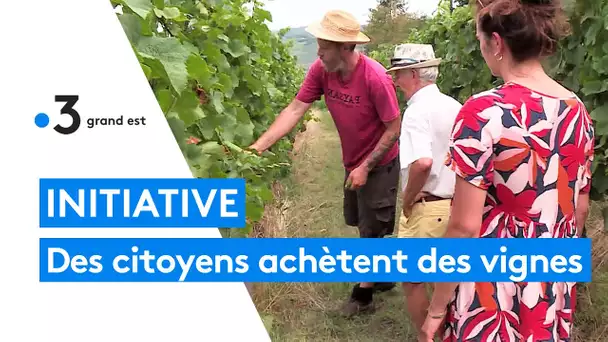 Des particuliers achètent 15 hectares de vignes pour aider un agriculteur à produire du vin naturel