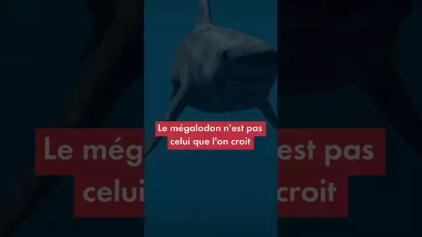 Le mégalodon n'est pas celui que l'on croit