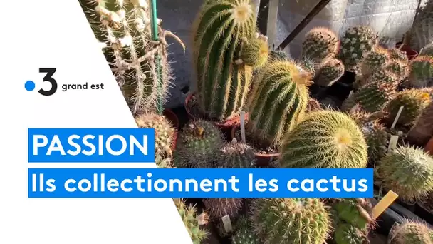 Des Alsaciens piqués de cactus