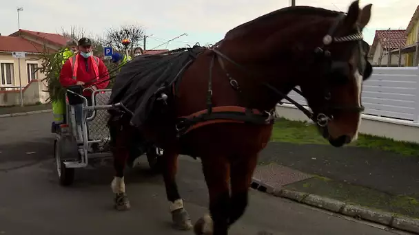 À Thouars, la collecte des sapins de Noël se fait à cheval
