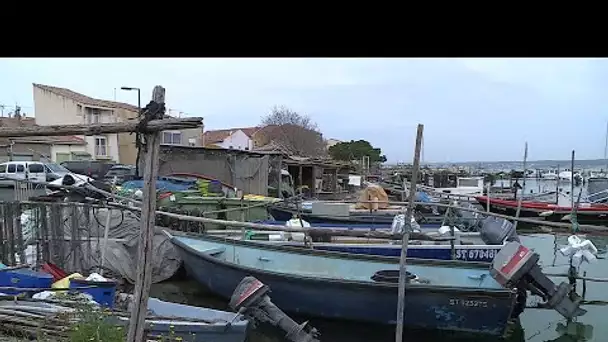 A Escales à Sète, l'année international de la pêche des Nations Unies, s'invite en Occitanie.