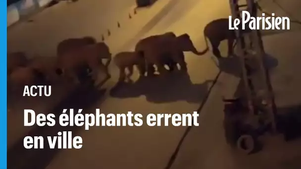Chine : un troupeau d'éléphants sauvages se promènent en ville
