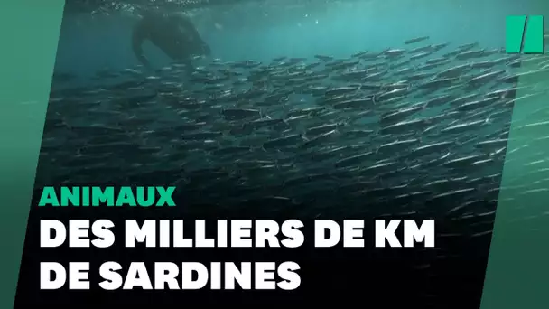 Ces sardines offrent un spectacle naturel grandiose
