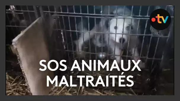 Des dizaines d'animaux retrouvés chez une habitante recherchent un nouveau foyer