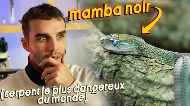 Face à Face avec un black mamba ! (le plus dangereux serpent du monde)