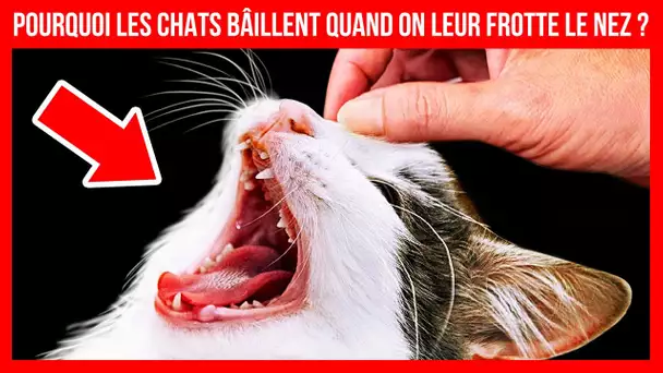 Si un Chat Bâille Lorsque tu lui Frottes le Nez, il t’Aime !