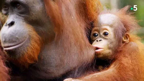 L&#039;orang-outan, notre cousin si proche - ZAPPING SAUVAGE