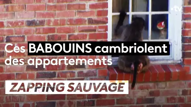 Un babouin cambriole un appartement ! - ZAPPING SAUVAGE