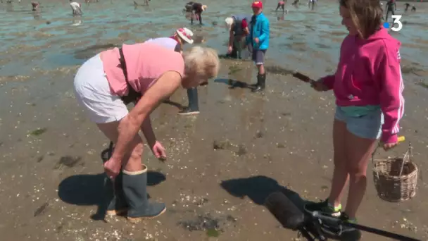 Vendée : les grandes marées attirent les amateurs de la pêche à pied