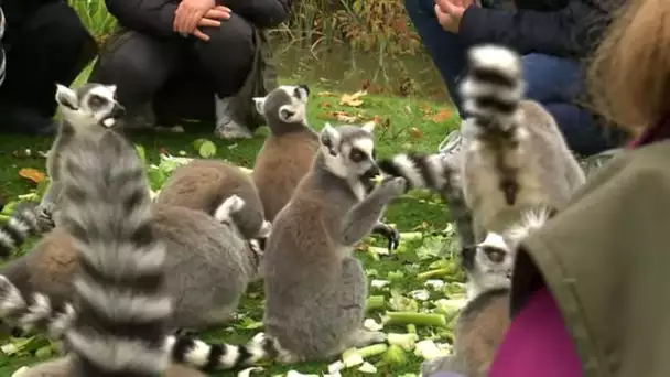 Noël à Thoiry : les animaux en lumière