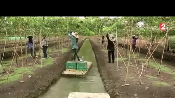 Vendanges autour du monde : les vignes flottantes de Thaïlande