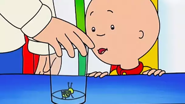 Le Criquet de Caillou | Caillou en Français